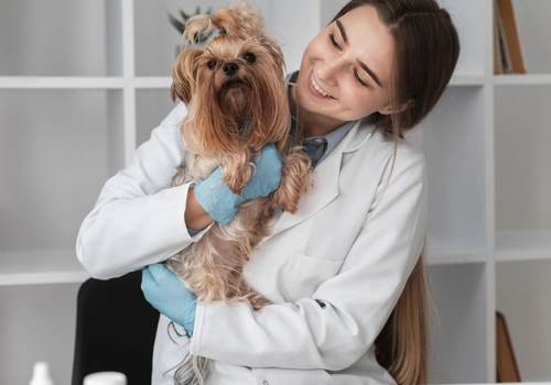 Curso de auxiliar veterinario: cómo iniciarse en el campo