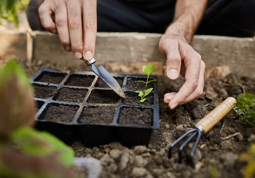 Curso de Jardinería: Qué Aprendes y Cómo Aplicarlo